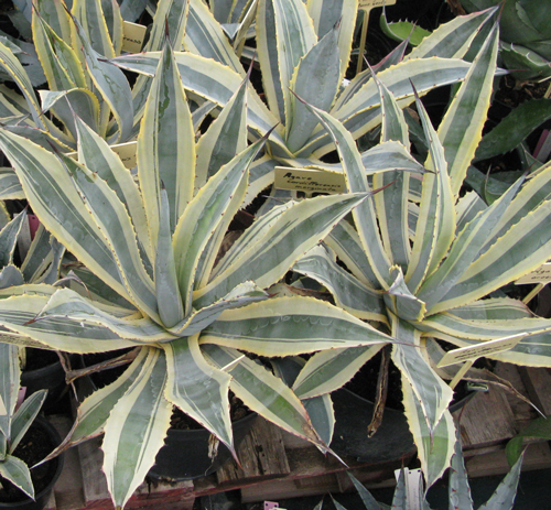 Pépinière Palmaris Agave cordillerensis marginata