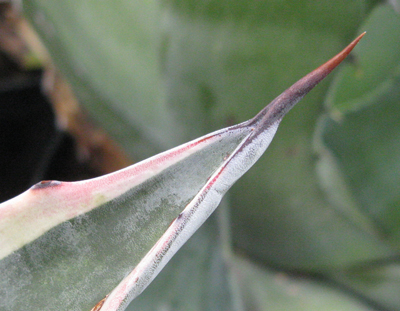 Pépinière Palmaris Agave cordillerensis marginata