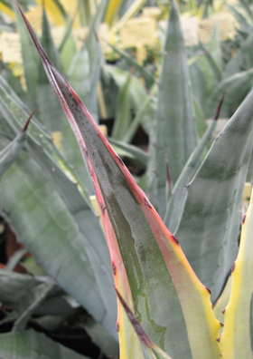 Pépinière Palmaris Agave cordillerensis marginata