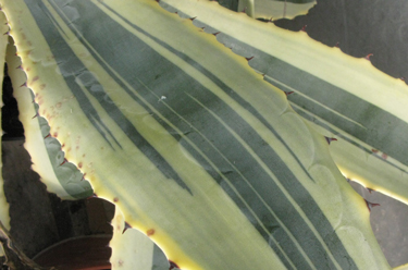 Pépinière Palmaris Agave cordillerensis marginata