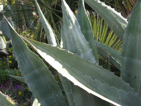 Pépinière Palmaris Agave cordillerensis Pinya