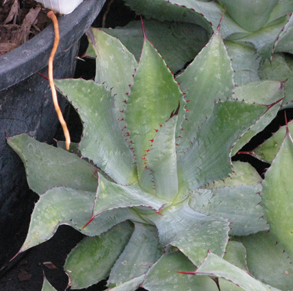 Palmaris Agave cupreata