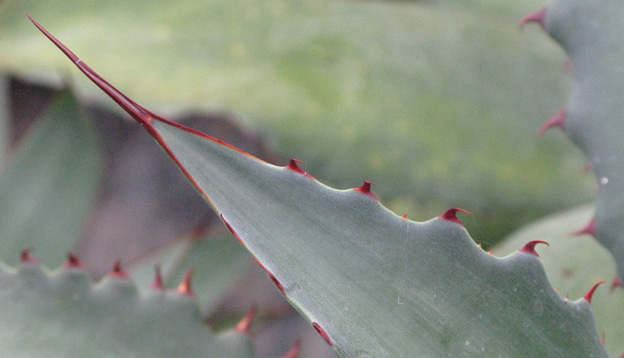 Palmaris Agave cupreata