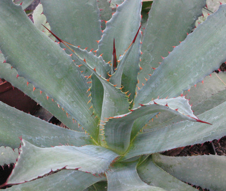 Palmaris Agave cupreata