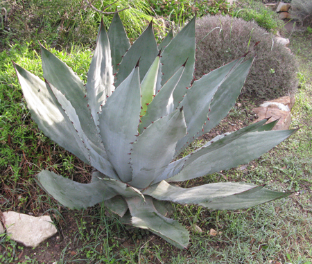 Pépinière Palmaris Agave cupreata bleu Navarro