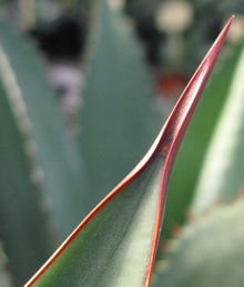 Pépinière Palmaris Agave cupreata