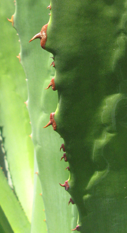 Pépinière Palmaris Agave cupreata