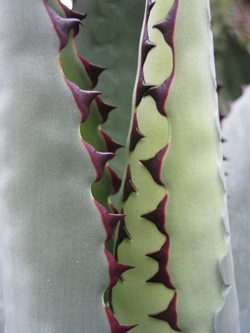 Pépinière Palmaris Agave cupreata nigrispinosa Navarro