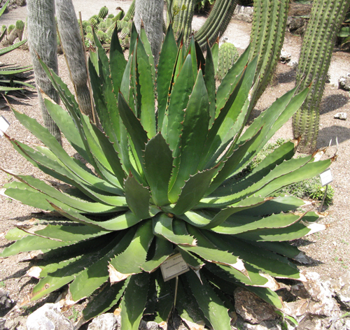 Pépinière Palmaris Agave cupreata Valencia