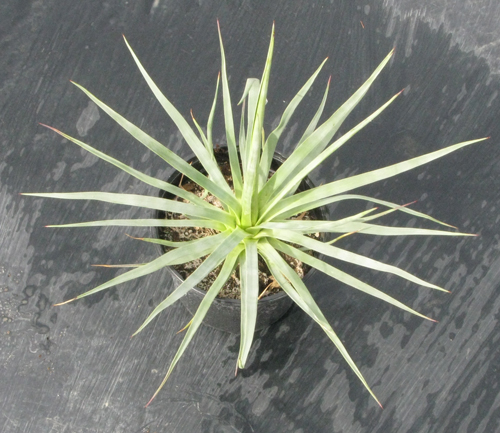 Pépinière Palmaris Agave dasylirioides