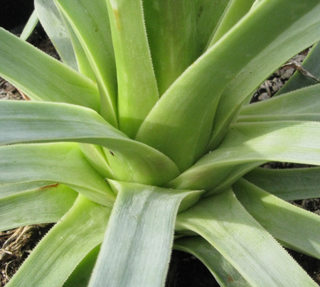 Pépinière Palmaris Agave dasylirioides