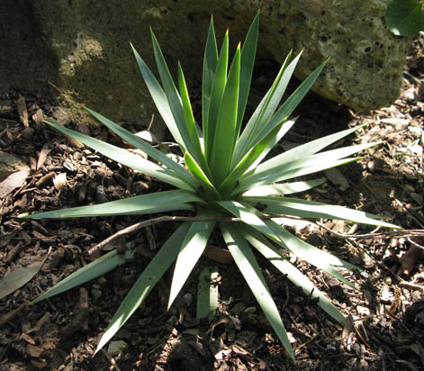 Pépinière Palmaris Agave dasylirioides Navarro