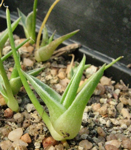 Pépinière Palmaris Agave dasylirioides