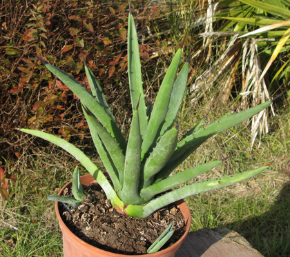 Pépinière Palmaris Agave datylio datylio