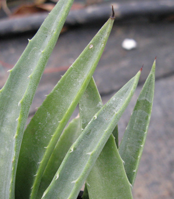 Palmaris Agave datylio