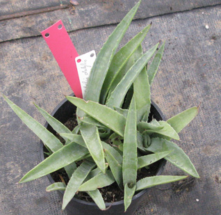 Palmaris Agave datylio