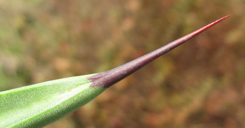 Pépinière Palmaris Agave datylio datylio