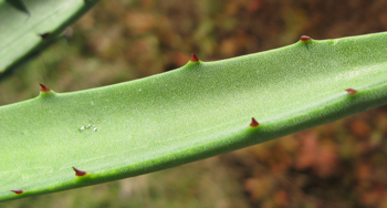 Pépinière Palmaris Agave datylio datylio