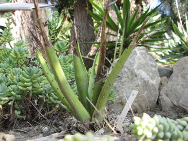 Palmaris Agave datylio Hanbury