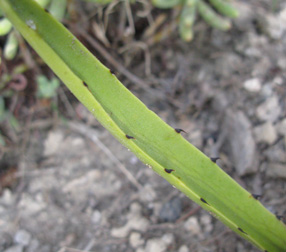 Palmaris Agave datylio