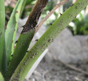 Palmaris Agave datylio