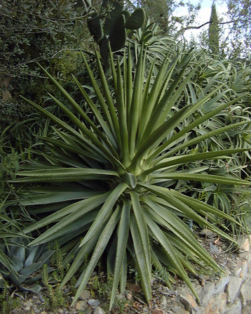 Palmaris Agave decipiens Noailles