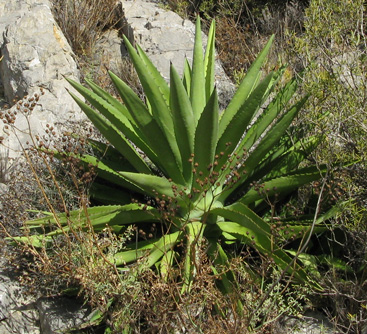 Palmaris Agave decipiens minor Foncaude