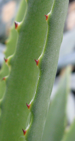 Palmaris Agave decipiens