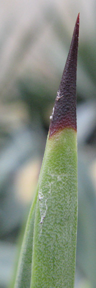 Palmaris Agave decipiens