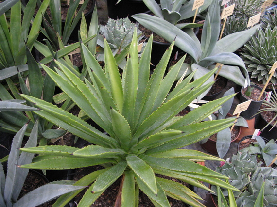 Palmaris Agave decipiens Cactuseraie