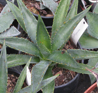 Palmaris Agave decipiens