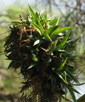 Palmaris Agave decipiens bulbilles