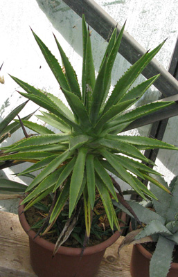 Palmaris Agave decipiens minor minor Navarro