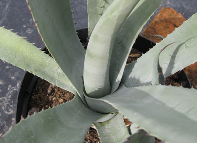 Pépinière Palmaris Agave delamateri