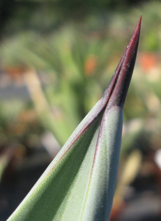 Pépinière Palmaris Agave delamateri