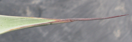 Pépinière Palmaris Agave delamateri