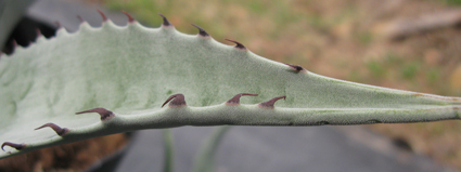 Pépinière Palmaris Agave delamateri