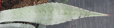 Pépinière Palmaris Agave delamateri