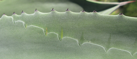 Pépinière Palmaris Agave delamateri