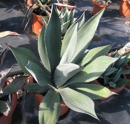 Pépinière Palmaris Agave delamateri Van der Meer