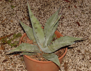 Palmaris Agave deserti  Navarro