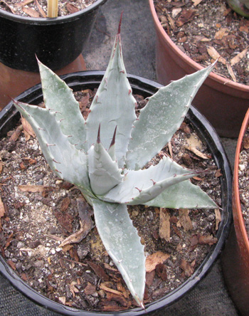 Palmaris Agave deserti simplex