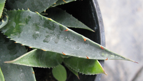 Palmaris Agave deserti simplex