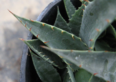 Palmaris Agave deserti simplex