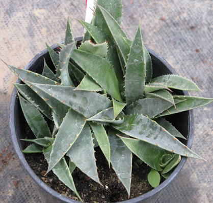 Palmaris Agave deserti simplex