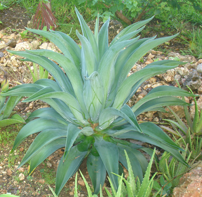 Pépinière Palmaris Agave desmettiana Guadeloupe