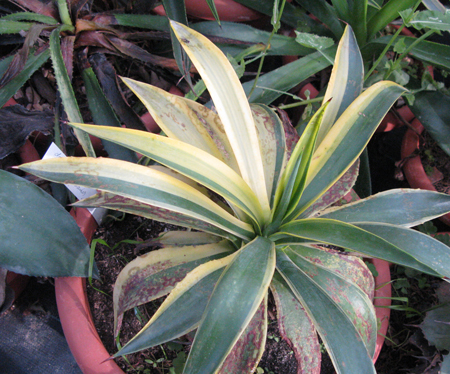 Agave desmettiana variegata dissymétrique Van der Meer