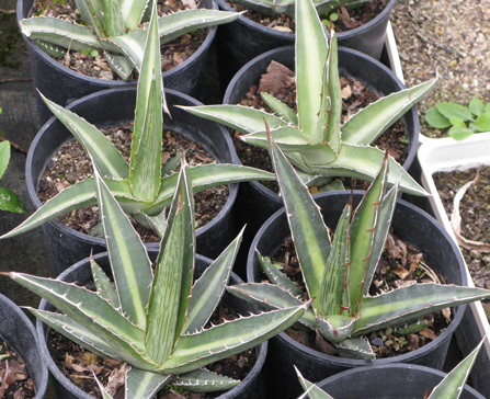 Palmaris Agave difformis