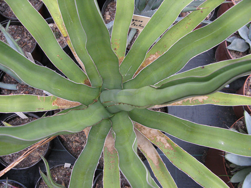 Palmaris Agave difformis