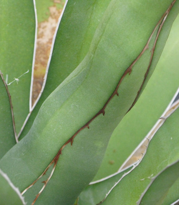 Palmaris Agave difformis